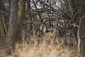 White-tailed Deer (Odocoileus virginianus) two does, standing in tree shelter belt, North Dakota, U. S. A. november