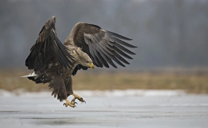White-tailed Eagle (Haliaeetus albicilla) adult, in flight, landing on ice, Poland, February