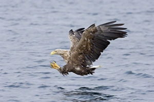 White-tailed Eagle (Haliaeetus albicilla) adult, in flight, swooping for fish, Norway, july