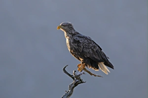 White-tailed Eagle (Haliaeetus albicilla) adult, perched on dead tree, Norway, february