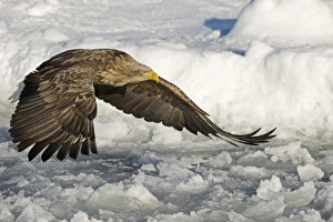 White-tailed Eagle (Haliaeetus albicilla) adult, in flight over sea ice, Nemuro Channel, Hokkaido, Japan, winter