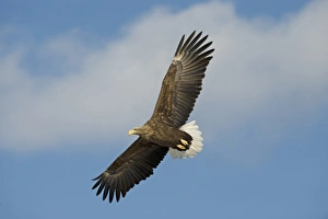 White-tailed Eagle (Haliaeetus albicilla) adult, in flight, Hokkaido, Japan, winter
