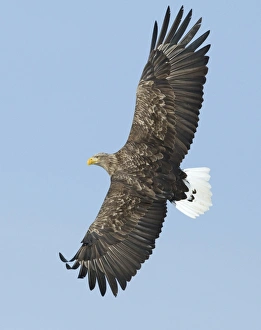 Northern Europe Prints: White-tailed Eagle (Haliaeetus albicilla) adult, in flight, Norway, february