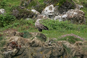 White-tailed Eagle (Haliaeetus albicilla) adult, standing on grassy cliff, Scotland, june