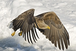 White-tailed Eagle (Haliaeetus albicilla) adult, in flight over sea ice, Nemuro Channel, Hokkaido, Japan, winter