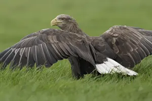 White-tailed Eagle (Haliaeetus albicilla) adult female, with wings spread, standing on grass, North Yorkshire, England