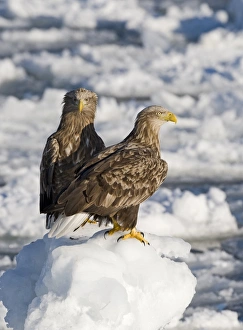 Winters Prints: White-tailed Eagle (Haliaeetus albicilla) two adults