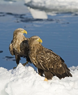 White-tailed Eagle (Haliaeetus albicilla) two adults, standing on sea ice, Nemuro Channel, Hokkaido, Japan, winter