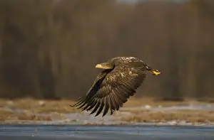 White-tailed Eagle (Haliaeetus albicilla) immature, in flight over ice, Poland, February