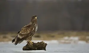 White-tailed Eagle (Haliaeetus albicilla) immature, standing on log in snow, Poland, February