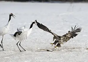 Winters Prints: White-tailed Eagle (Haliaeetus albicilla) immature