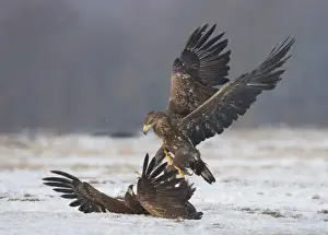 White-tailed Eagle (Haliaeetus albicilla) two immatures, fighting on snow, Poland, February