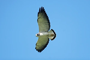 Hawk Prints: White-tailed Hawk (Buteo albicaudatus) adult