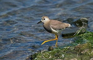 White-tailed Lapwing (Vanellus leucurus) adult, vagrant, walking at edge of water, England, may