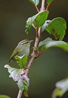 Warblers Prints: White-tailed Leaf-warbler (Phylloscopus davisoni davisoni) adult