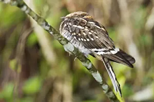 White-tailed Nightjar (Caprimulgus cayennensis) adult, perched on branch at daytime roost, Tobago, Trinidad and Tobago