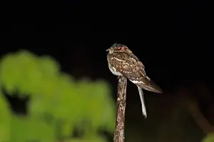 Nocturnal Prints: White-tailed Nightjar (Caprimulgus cayennensis) adult
