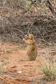Utah Prints: White tailed Prairie Dog standing near burrow - Arches National Park Utah America