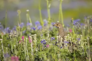 Washington Prints: White-tailed Ptarmigan (Lagopus leucurus) adult female
