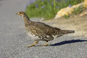 White-tailed Ptarmigan (Lagopus leucurus) adult female, walking across trail, Mount Rainier N. P. Washington State, U. S. A