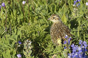 Washington Prints: White-tailed Ptarmigan (Lagopus leucurus) chick