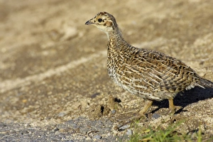 White-tailed Ptarmigan (Lagopus leucurus) chick, walking across trail, Mount Rainier N. P. Washington State, U. S. A