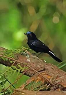 Old World Prints: White-tailed Robin (Myiomela leucura leucura) adult male