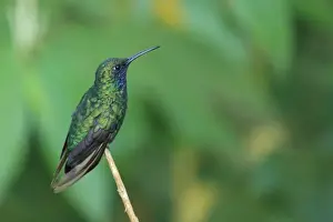 Lesser Antilles Prints: White-tailed Sabrewing (Campylopterus ensipennis) adult