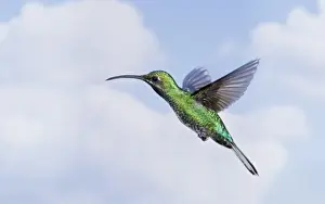 West Indian Prints: White-tailed Sabrewing (Campylopterus ensipennis) adult male