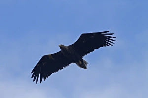 Tailed Prints: White-tailed or Sea Eagle, showing yellow wing tags