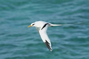 White-tailed Tropicbird (Phaethon lepturus) adult, in flight over sea, Cayman Islands