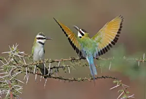 Anniversary Prints: White-throated Bee-eater (Merops albicollis) adult pair