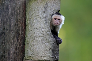 Sheltering Prints: White-throated Capuchin (Cebus capucinus) adult, looking out from shelter (captive)