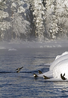 White-throated Dipper (Cinclus cinclus) six adults, wintering group, on ice at edge of river habitat, Finland, february
