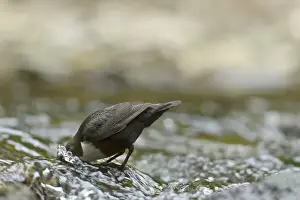 White-throated Dipper (Cinclus cinclus gularis) adult, foraging with head submerged in stream, Wales, May