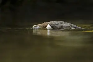 White-throated Dipper (Cinclus cinclus gularis) adult, foraging with head submerged in stream, Wales, May