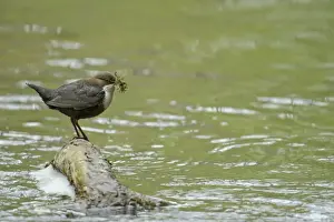 White-throated Dipper (Cinclus cinclus gularis) adult, with nesting material in beak, standing on branch in stream
