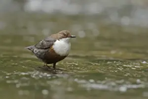 White-throated Dipper (Cinclus cinclus gularis) adult, foraging in stream, Wales, May