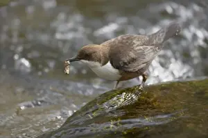 White-throated Dipper (Cinclus cinclus gularis) adult, feeding on caddisfly larva in stream, Peak District N. P. Derbyshire, England