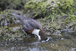 White-throated Dipper (Cinclus cinclus gularis) adult, feeding with head submerged in stream, Dovedale, Peak District
