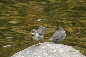 Chicks Prints: White-throated Dipper (Cinclus cinclus) two young