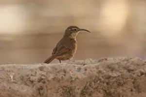 Furnariids Prints: White-throated Earthcreeper (Upucerthia albigula) adult