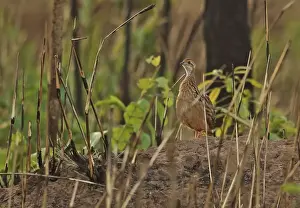 Gamebird Prints: White-throated Francolin (Peliperdix albogularis buckleyi) adult