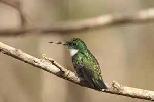 Hummingbirds Prints: White-throated Hummingbird (Leucochloris albicollis) adult