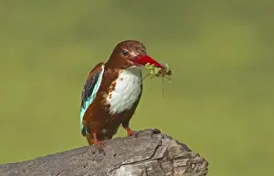 Keoladeo Ghana Prints: White-throated Kingfisher (Halcyon smyrnensis) adult