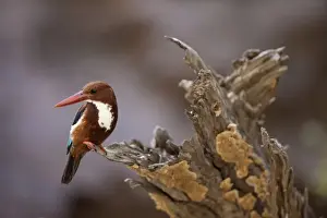 White-throated Kingfisher (Halcyon smyrnensis) adult, perched on stump, Ranthambore N. P. Rajasthan, India
