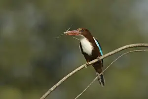 White-throated Kingfisher (Halcyon smyrnensis) adult, with nesting material in beak, perched on twig, Keoladeo Ghana N. P. (Bharatpur), Rajasthan, India