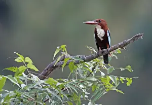 White-throated Kingfisher (Halcyon smyrnensis) adult, perched on branch, Sri Lanka