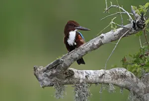 South Asia Prints: White-throated Kingfisher (Halcyon smyrnensis fusca) adult