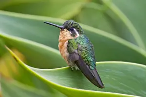 White-throated Mountain-gem (Lampornis castaneoventris) adult female, perched on leaf, Savegre, Costa Rica, April